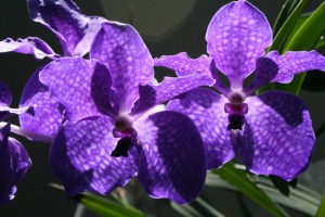 orchideák a lakásban