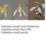 Galanthus spp.