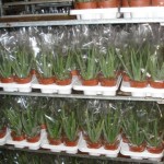 Aloe vera leírása, termesztése, gyógyhatása, képe, aloé