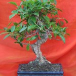 Ficus microphylla