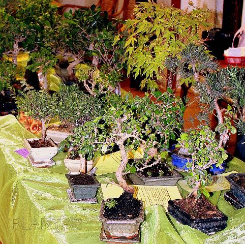 Bonsai exhibition