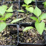 paprika palanta
